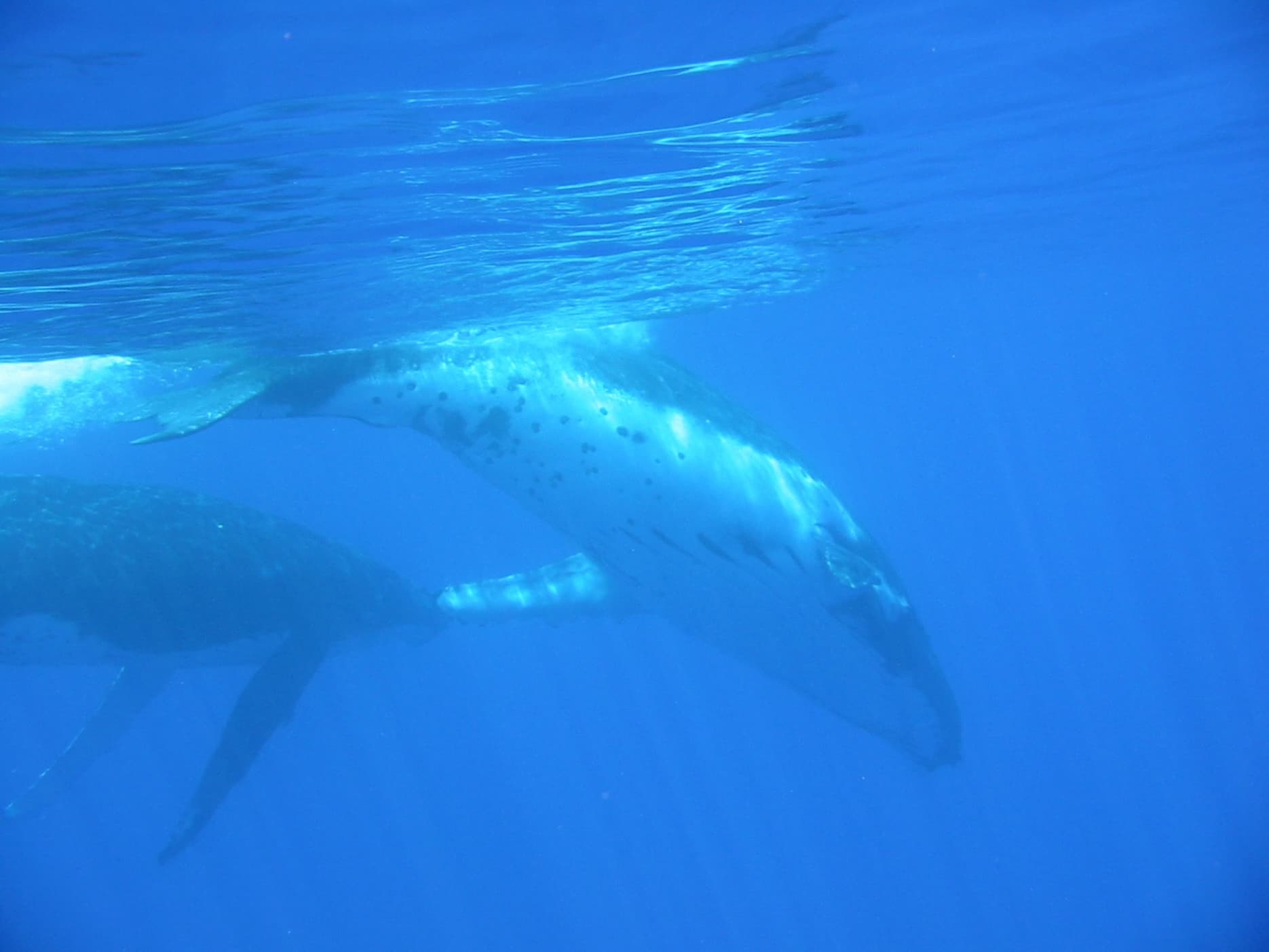 Freediving with whale, Pacific