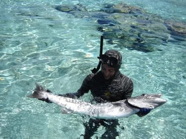 Barracuda en pesca submarina, captura controlada