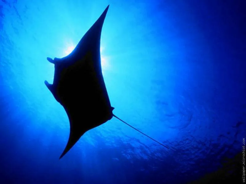 Manta raya en entorno tropical, observación