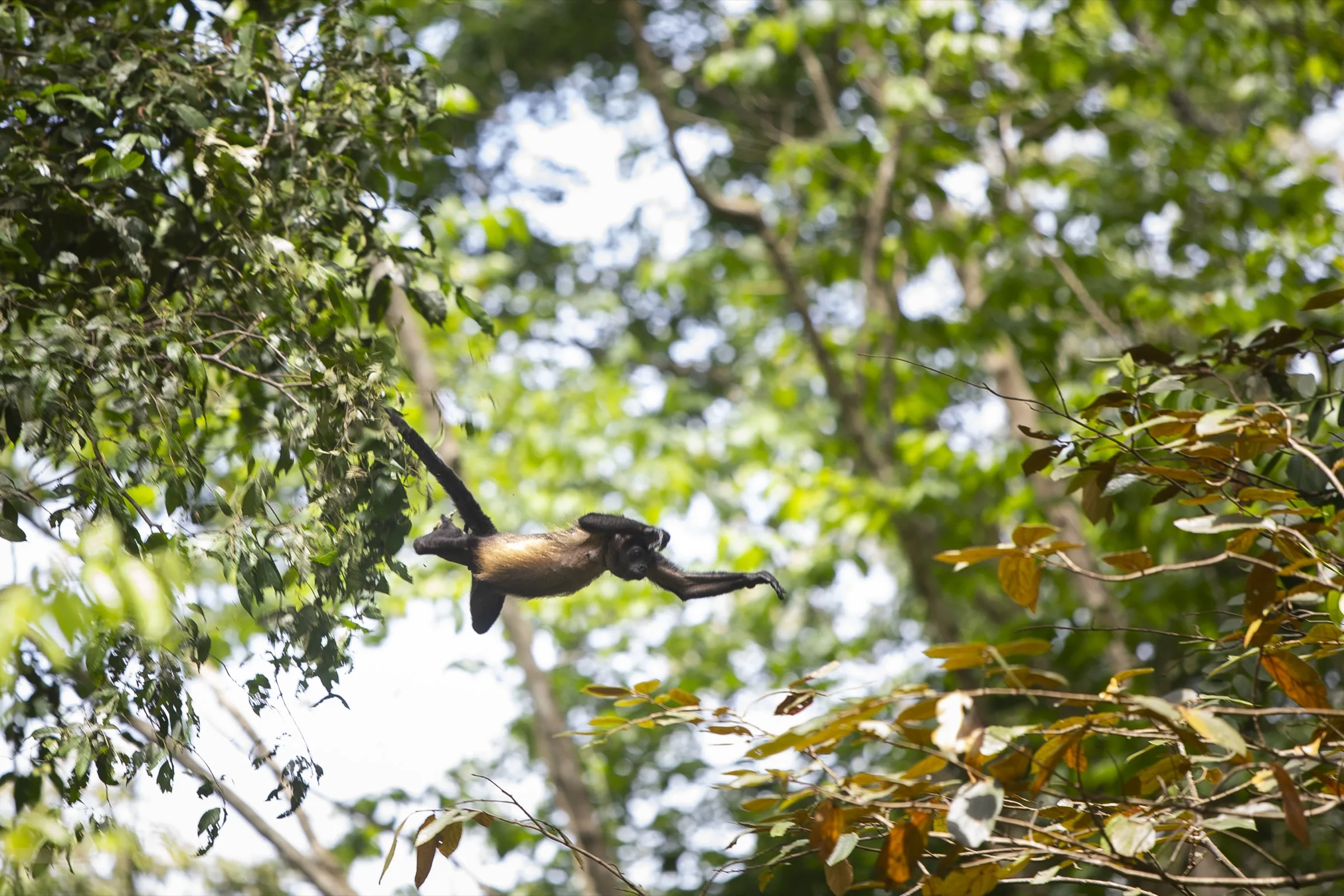 Singe en plein saut dans la jungle de Bocas del Toro, Panama