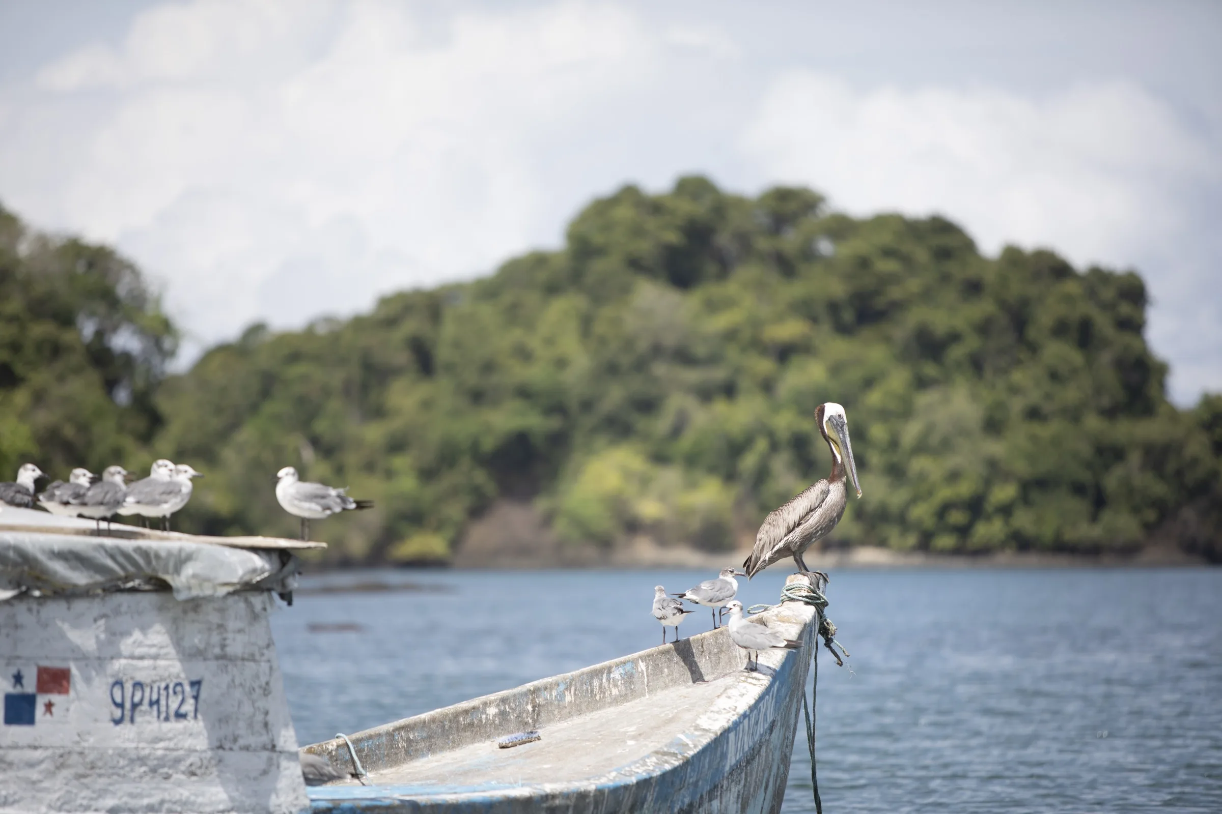 Pélican à Bocas del Toro, Panama
