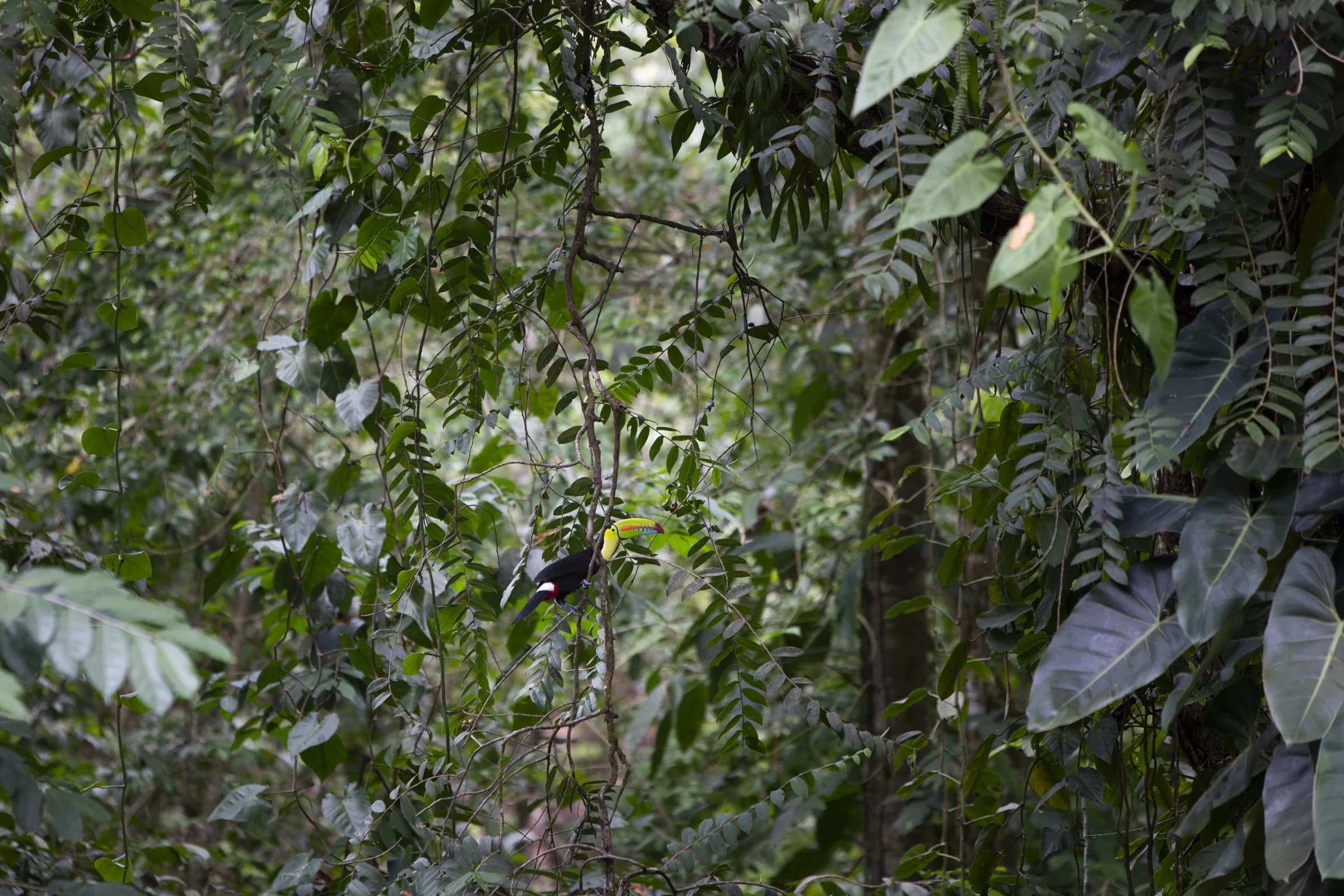 Toucan dans la végétation tropicale, Bocas del Toro, Panama