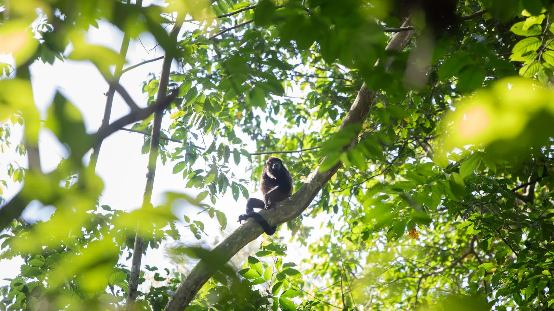 Mono aullador encaramado en el dosel de la selva, Caribe panameño