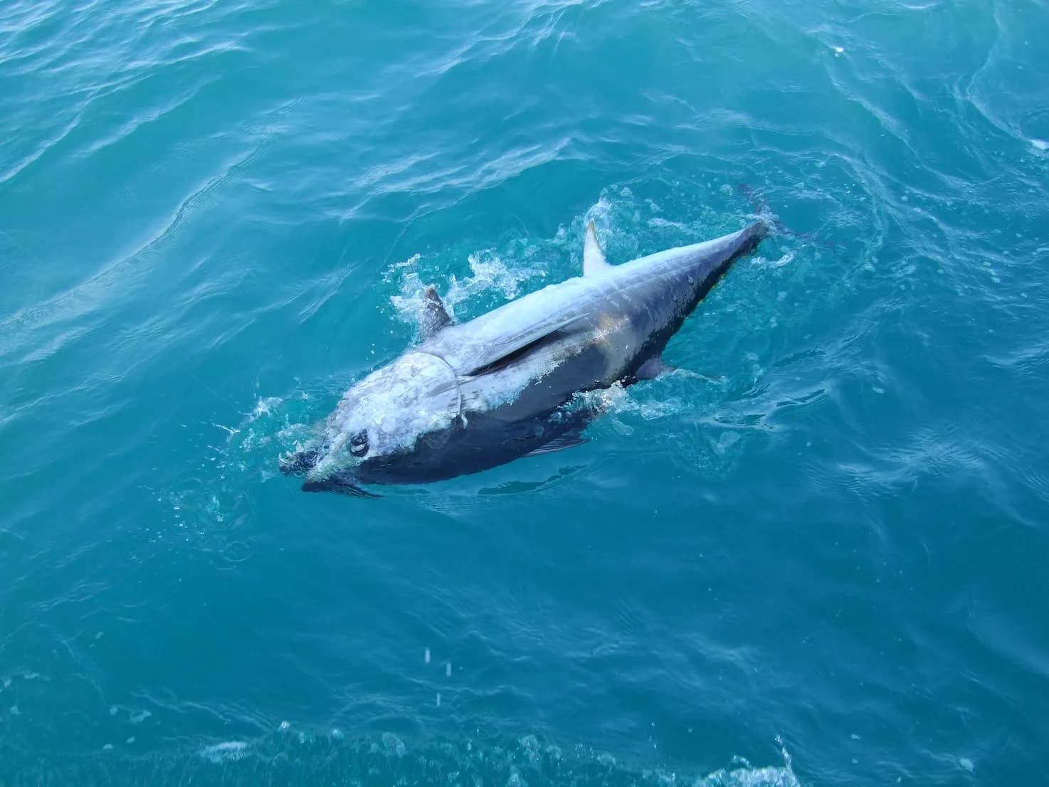 Thon au bord du bateau, pêche sportive en mer