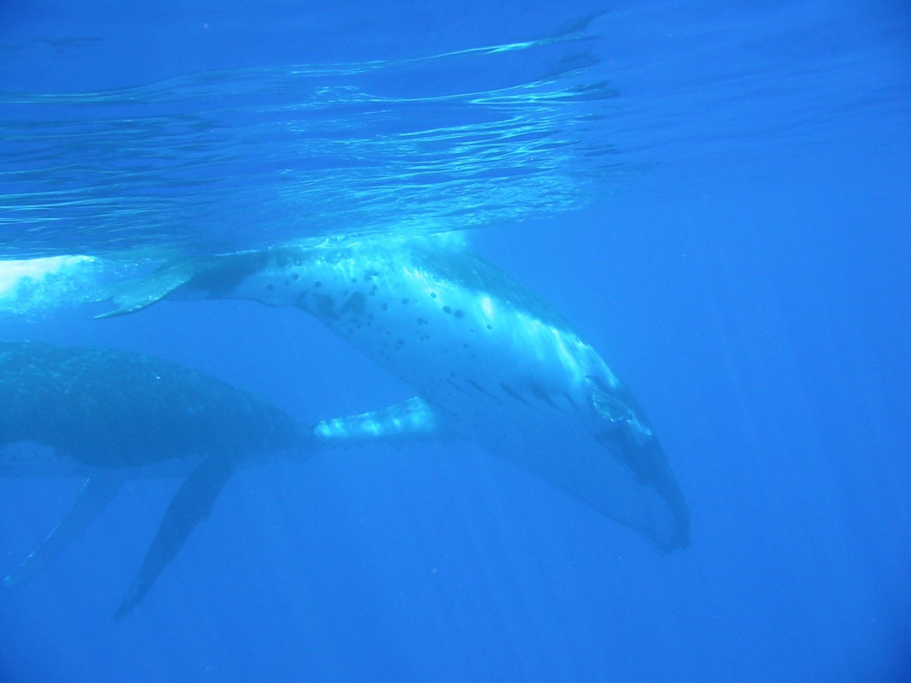 Apnea con ballena, Pacífico