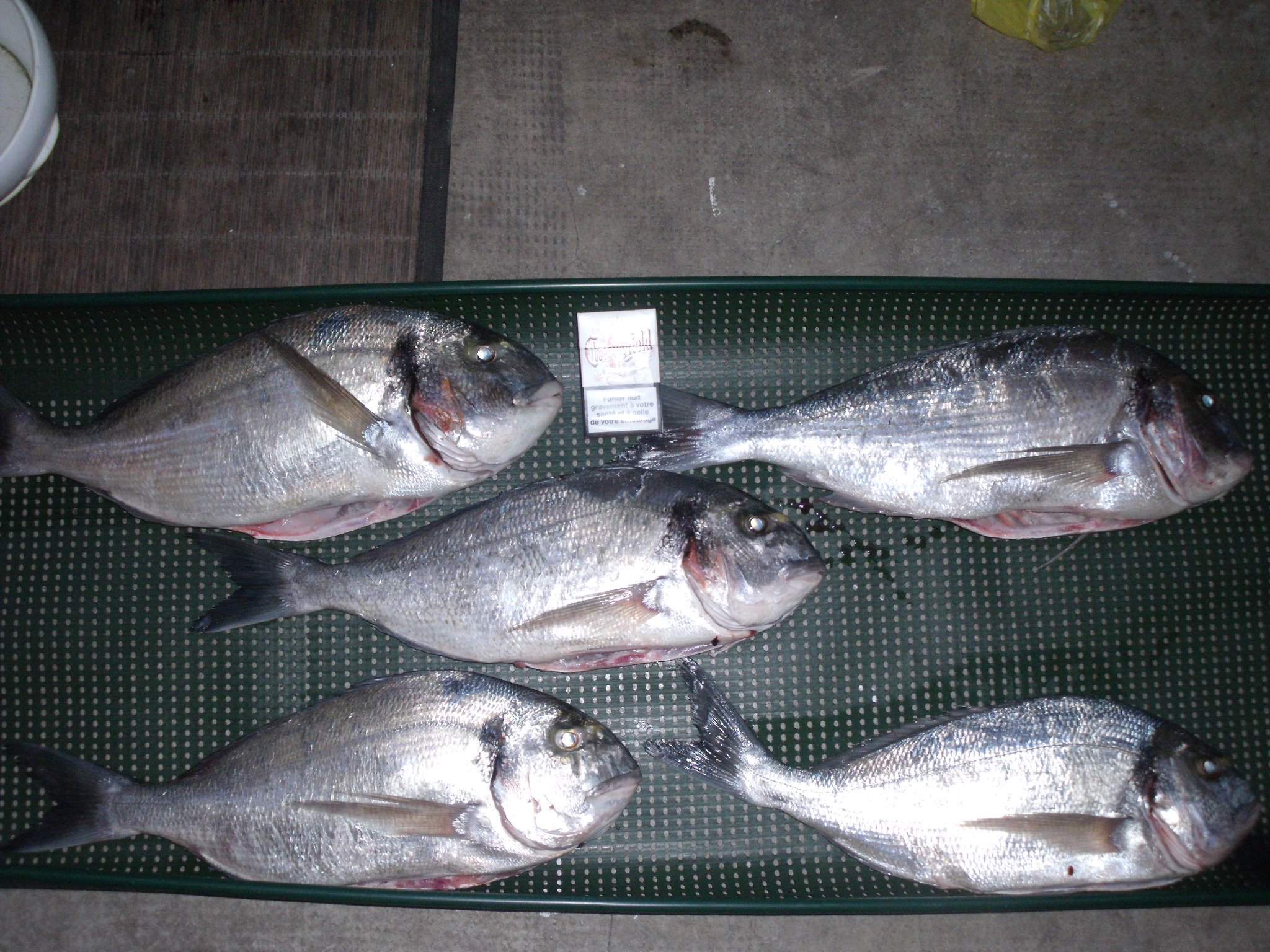 Gilthead seabream, Mediterranean fishing