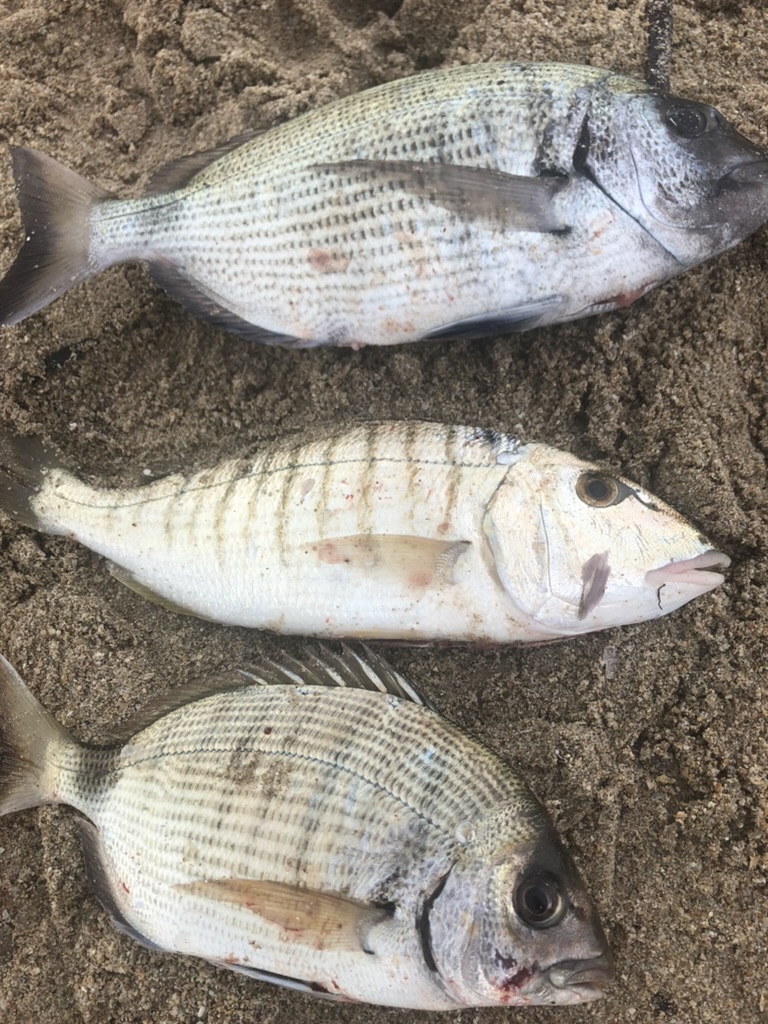 Surfcasting on the Southern France coast