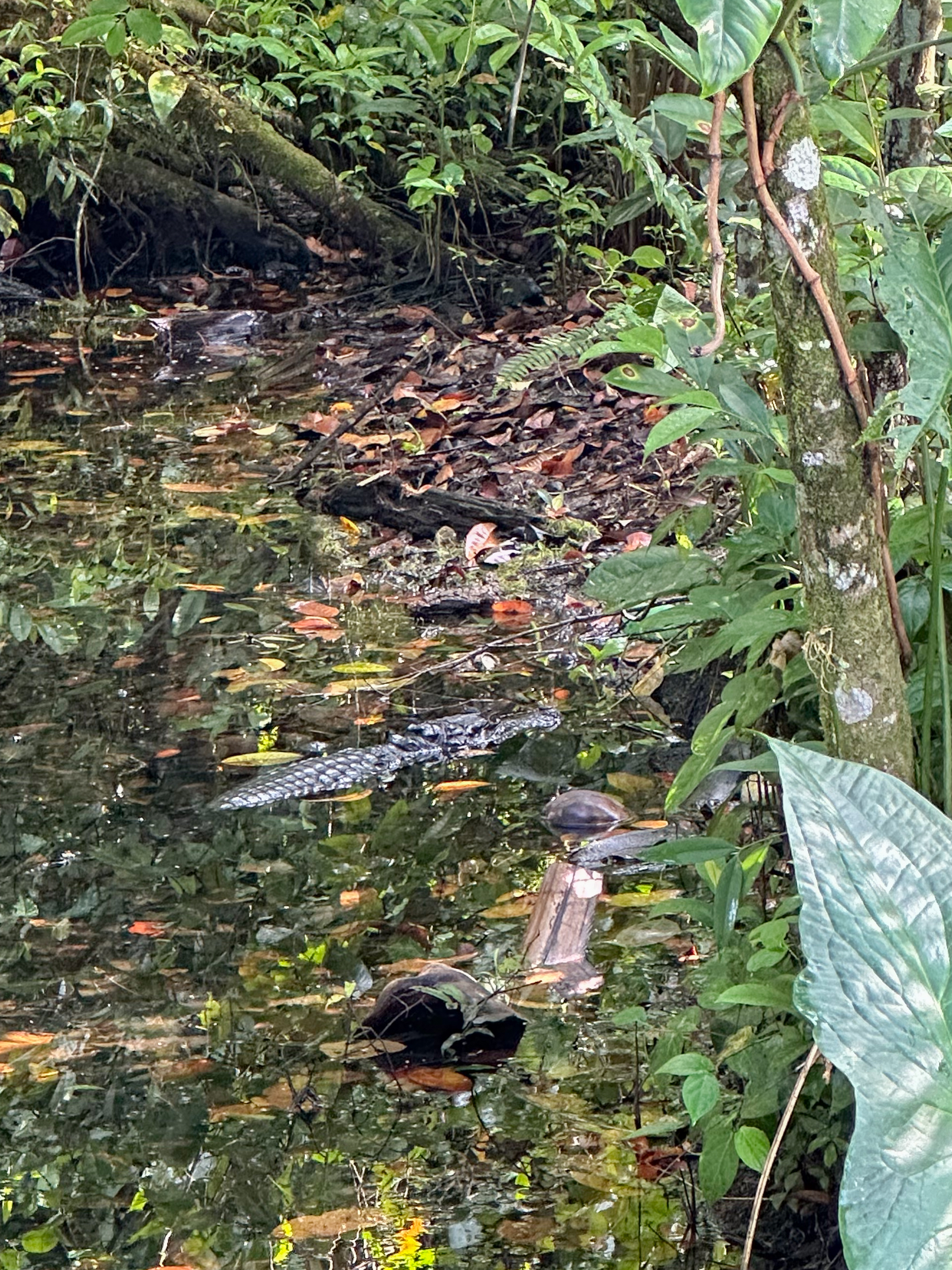 Caïman dans la mangrove au Panama, faune sauvage en bord de lagune